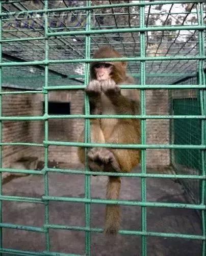 孩子喜欢的动物园,孩子喜欢的动物你绝对想不到