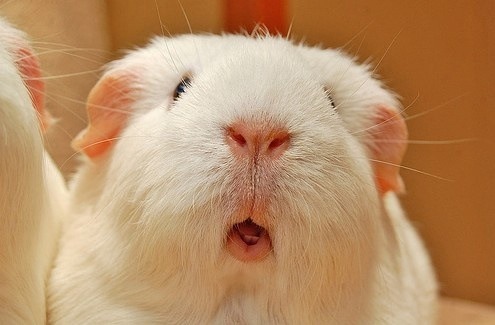 现在都还不知道?身边生物的寿命(饲养编)