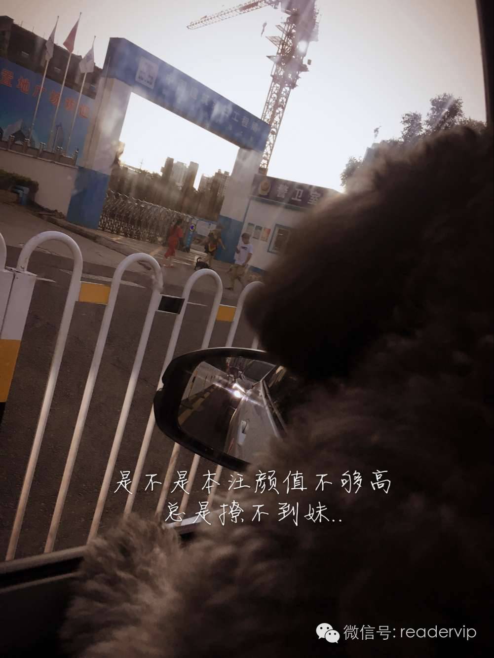 教做狗粮,最安全最健康的狗粮制作方法