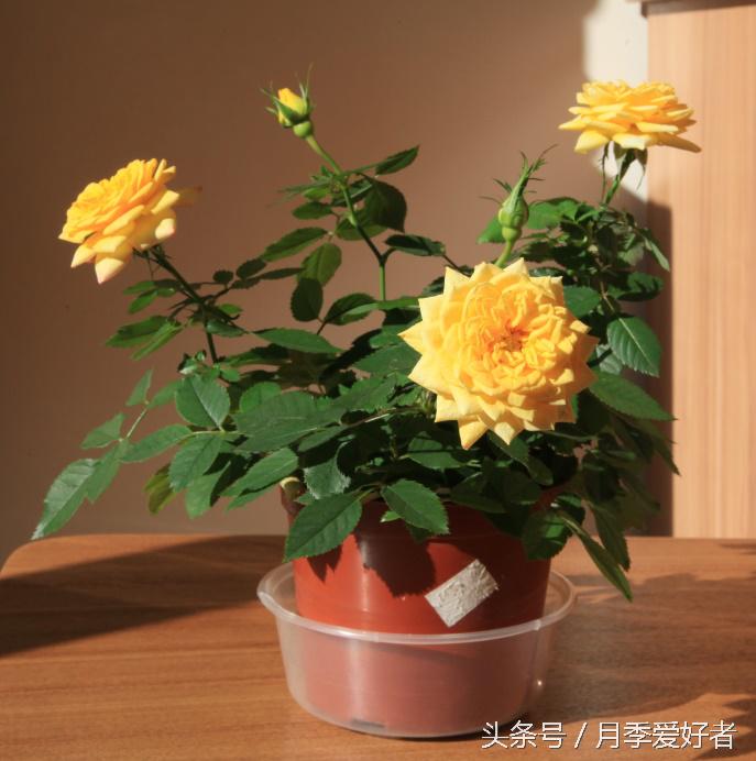 爬墙玫瑰月季与蔷薇区别,蔷薇和玫瑰都属于月季吗