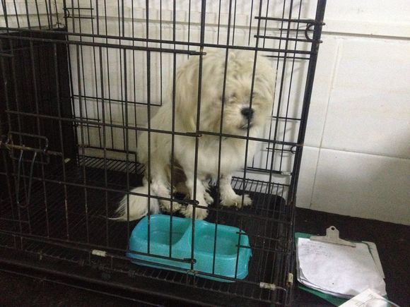 拯救狗狗不被蜜蜂蜇,拯救狗狗原版