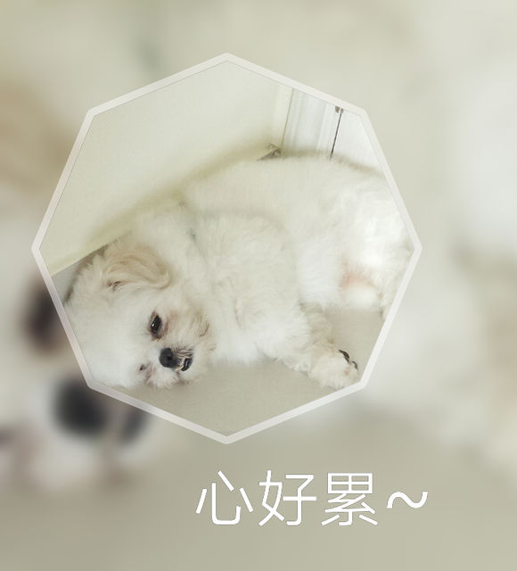 拯救狗狗不被蜜蜂蜇,拯救狗狗原版