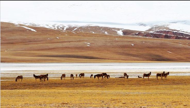 博速川藏线租车哪家便宜 (川藏线自驾游租车哪家好)