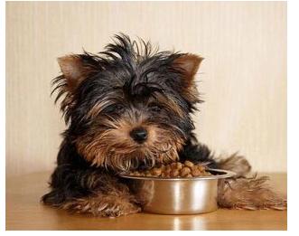 狗狗最近不怎么吃狗粮是什么原因,狗狗不吃狗粮大家都怎么纠正的