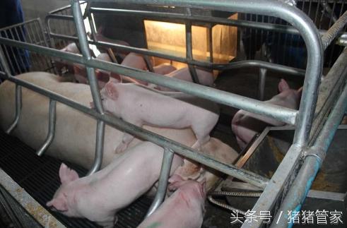 怎么应对仔猪断奶应激措施,仔猪断奶怎么抗应激