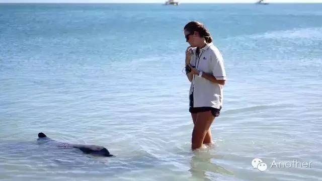 在澳洲租房车贵吗,租房车在澳洲