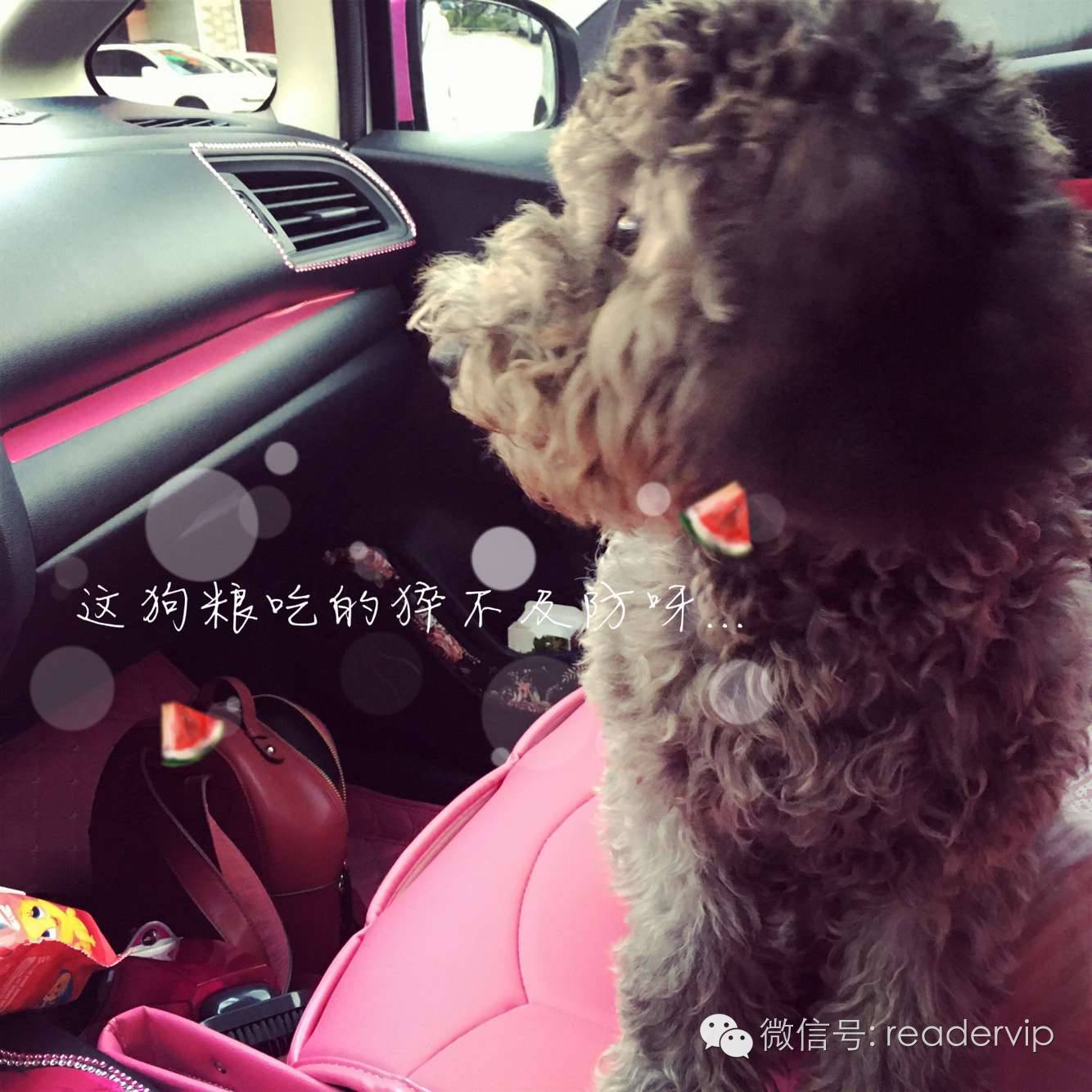 教做狗粮,最安全最健康的狗粮制作方法