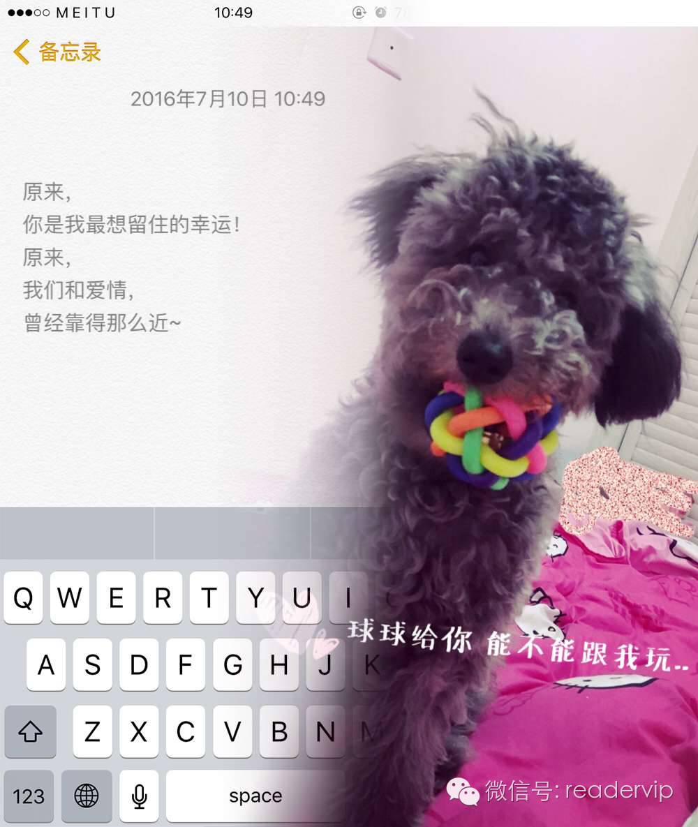 教做狗粮,最安全最健康的狗粮制作方法