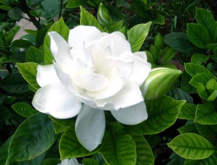 七夕节送栀子花,七夕有栀子花吗