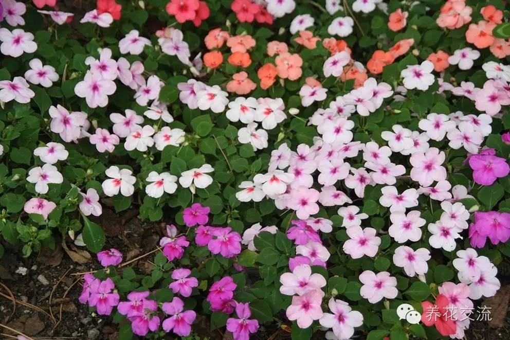 20种一二年生花卉,22种花朵