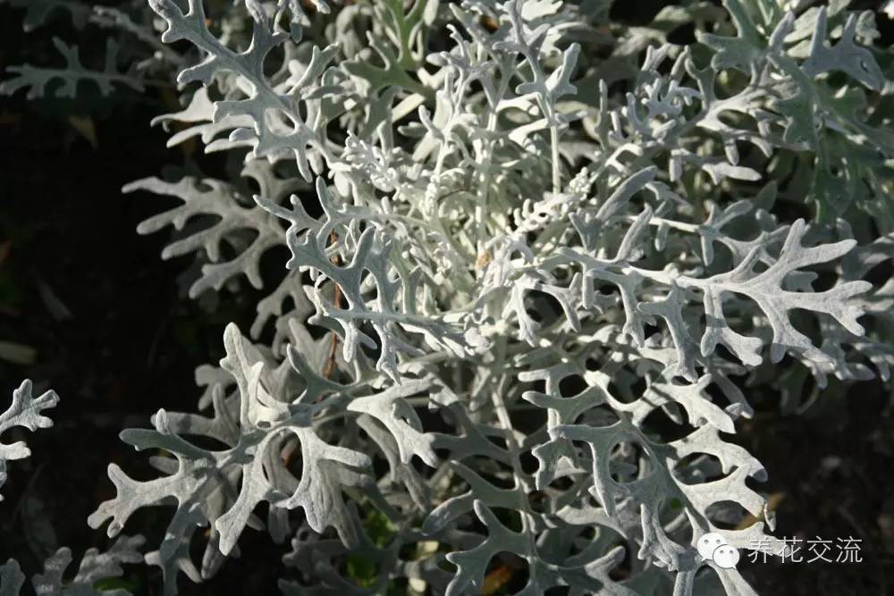 20种一二年生花卉,22种花朵