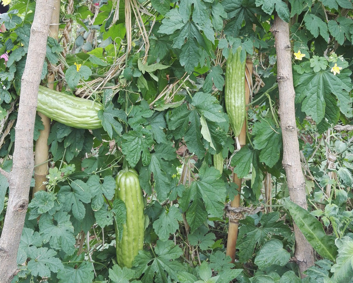 现在在农村做什么最合适,农村人在城里适合做什么