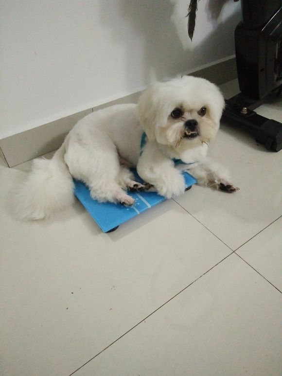 拯救狗狗不被蜜蜂蜇,拯救狗狗原版