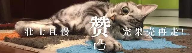 鸭子抽象思维,鸭子似乎是一种很傻的动物吗