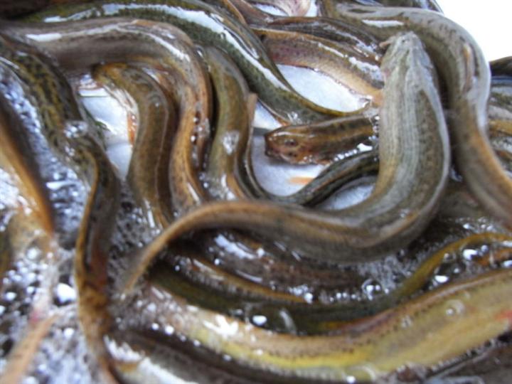 田螺和泥鳅混养前景如何,致富经田螺泥鳅黄鳝莲藕鱼混养