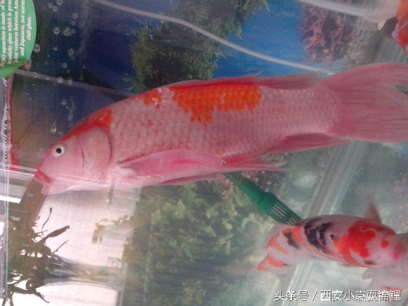 新买的锦鲤尾鳍充血了什么情况,锦鲤换水过多导致锦鲤全身充血