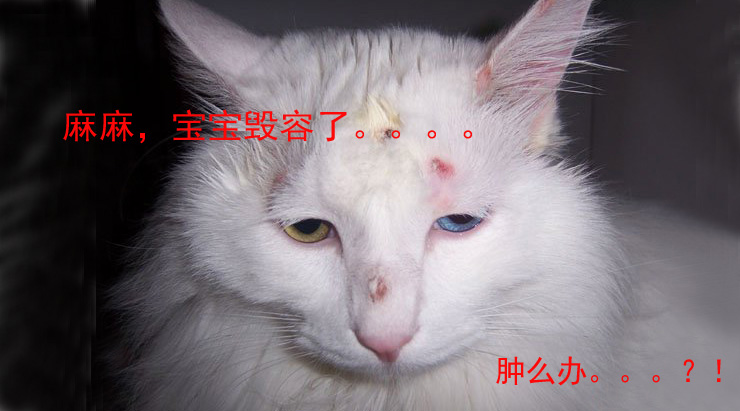 麻宝宝的抖音视频,麻宝宝