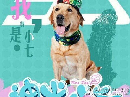 不一样的儿童狗狗,不一样的可爱的小狗狗