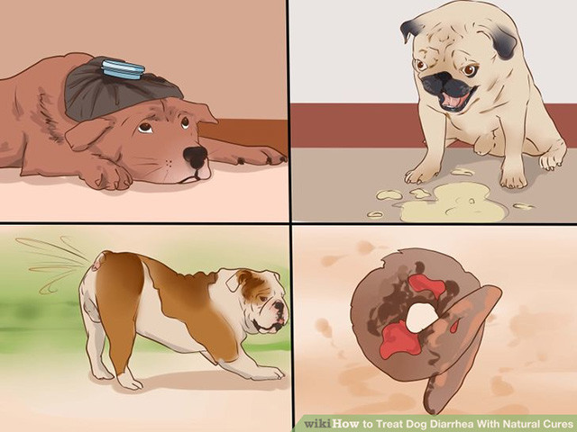 狗狗拉肚子吃什么药见效,家里狗狗拉的屎太臭了怎么办