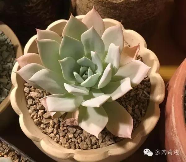 多肉咱们支持国货