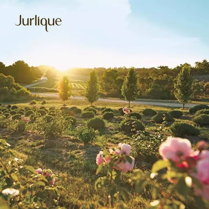 我们确曾用玫瑰做了些美好的事情