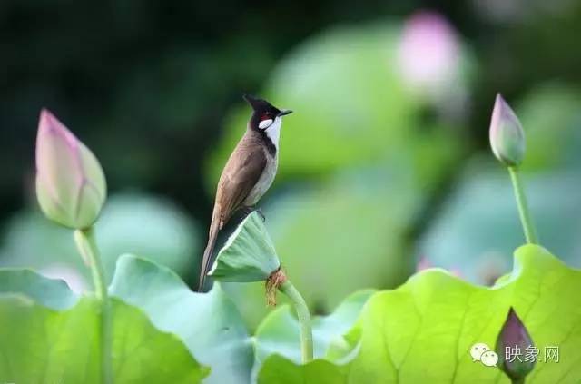 河南赏荷花旅游好去处,河南最美荷花是哪里的景点