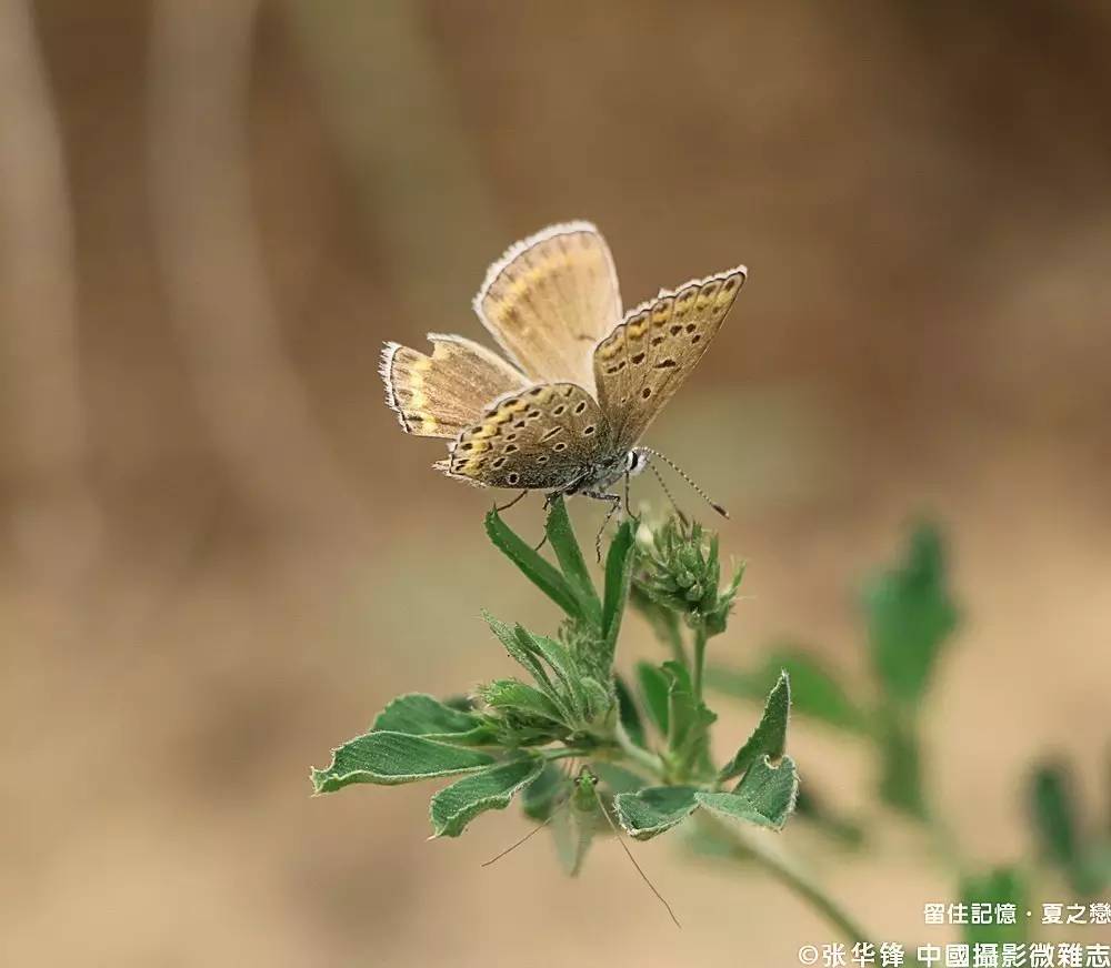 夏之恋全部图片,夏之恋完整版mv