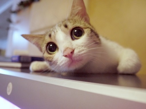 开源赚钱有多少种方法,适合赚外快的15个开源项目