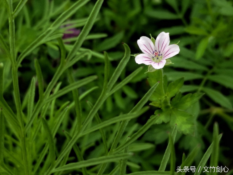 药片有毒吗,药片铝箔纸有毒吗