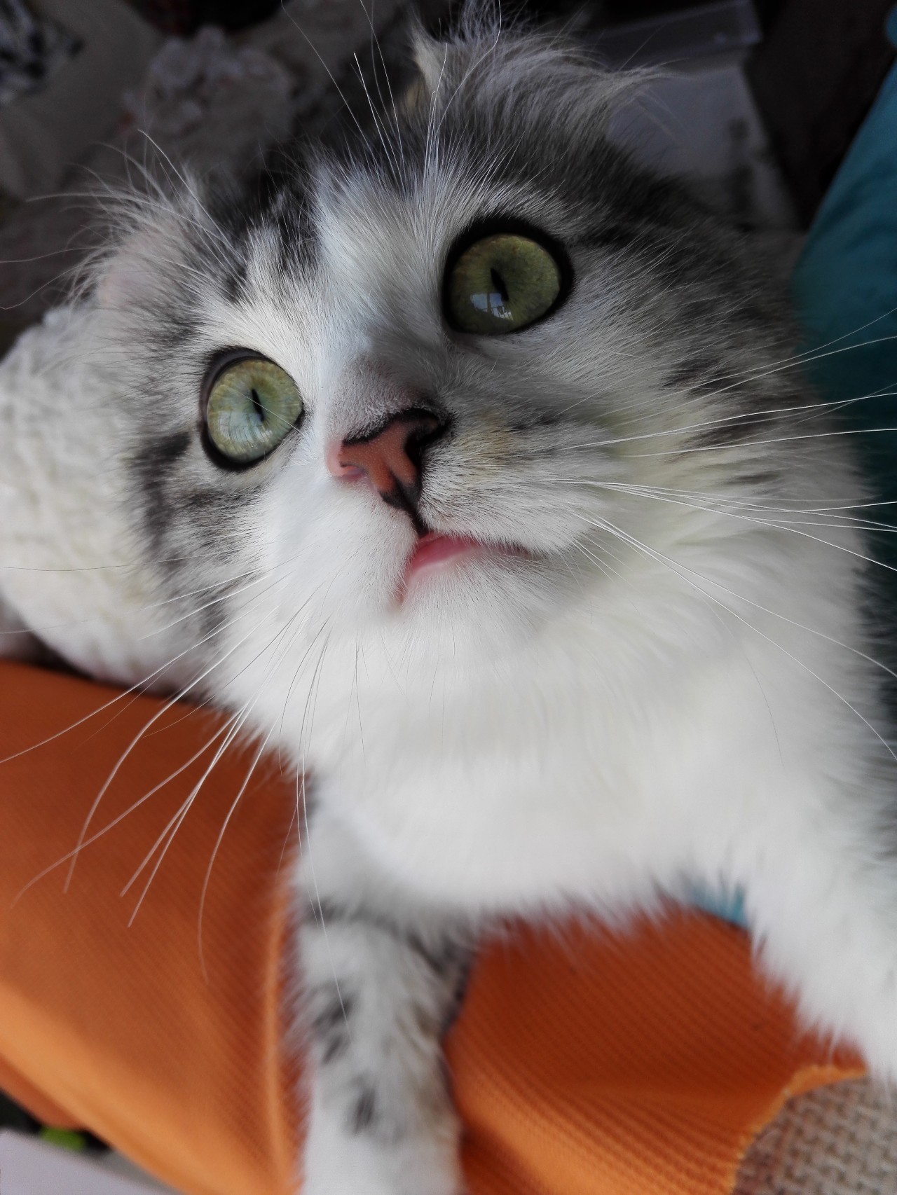 铲屎官血泪控诉，五大行为问题你家宠物有吗？