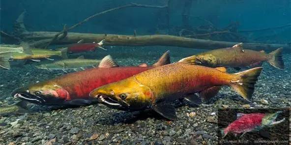淡水三文鱼和虹鳟鱼的区别,三文鱼和淡水虹鳟的区别