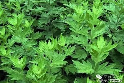 艾条熏房间驱蚊,艾草香熏驱蚊神器