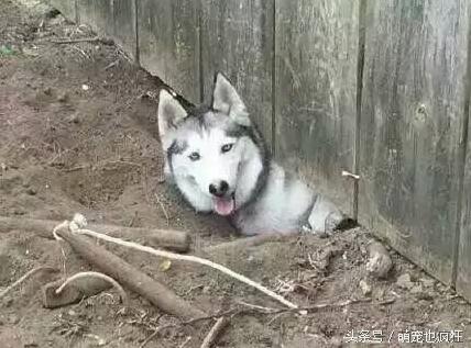 蠢狗哈士奇,养一只蠢萌的哈士奇是怎样的体验