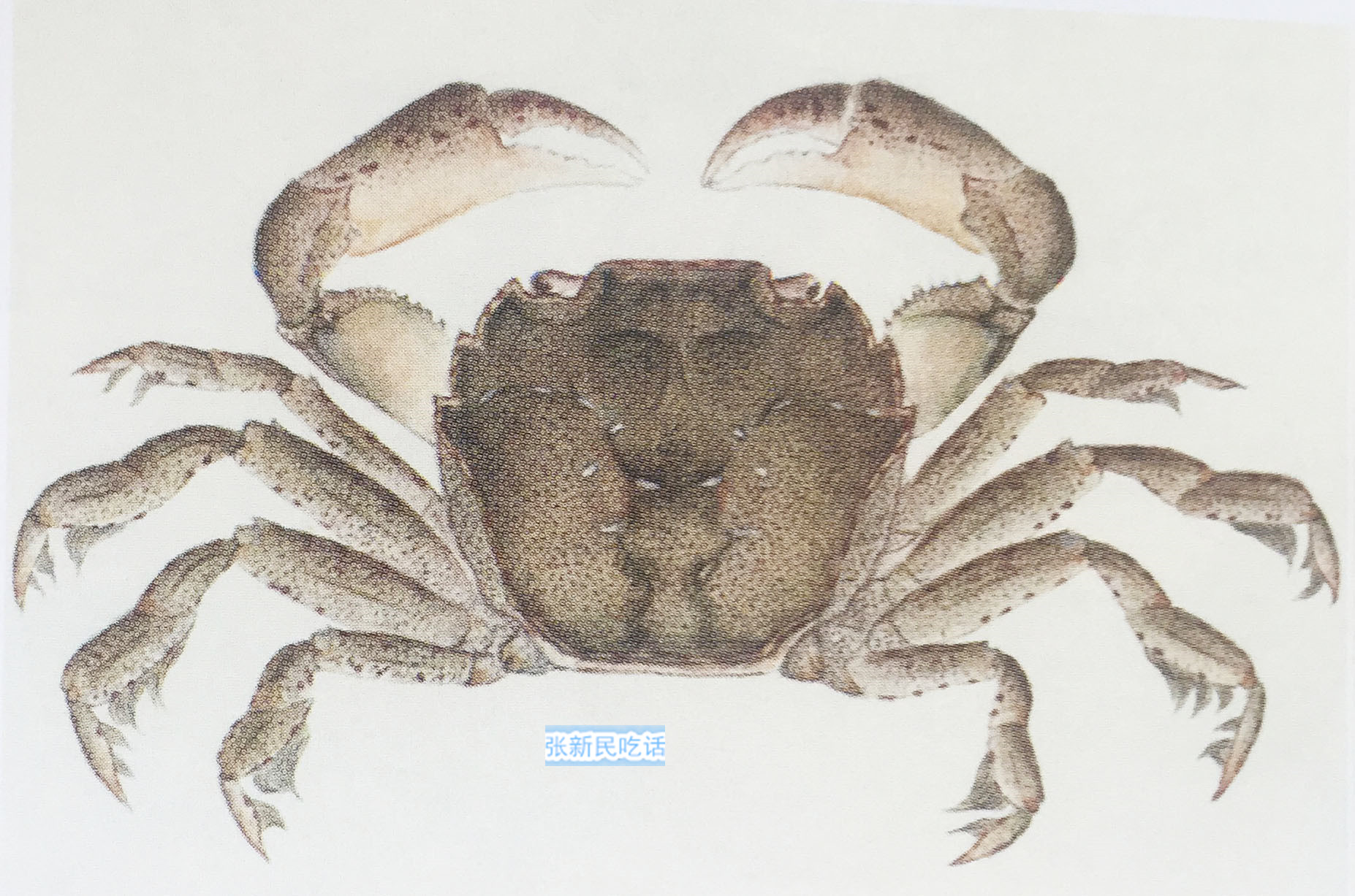 潮汕人腌制的螃蟹,潮汕人的腌制小河蟹