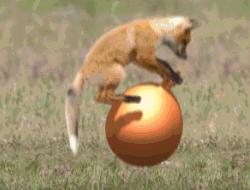 这个小吃货，萌哭了