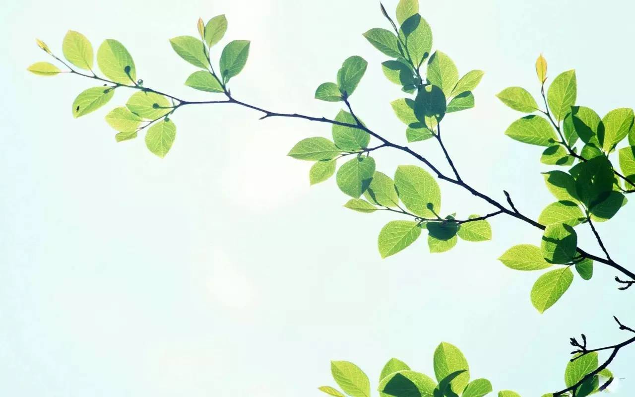 特刊|大暑·致LL—精灵的跳跃与隐匿