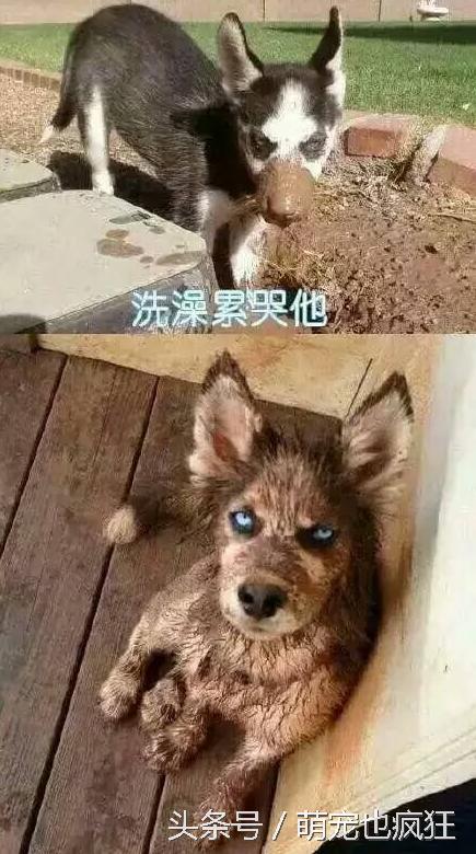 蠢狗哈士奇,养一只蠢萌的哈士奇是怎样的体验