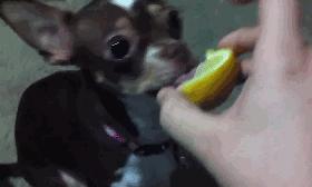 狗狗吃了洋葱精神很好,狗狗第1次吃了冰块的反应