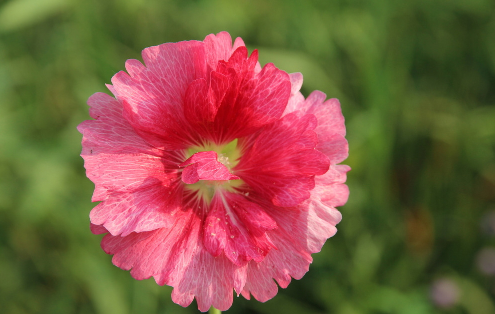 被赏一丈红,被赏一丈红全过程