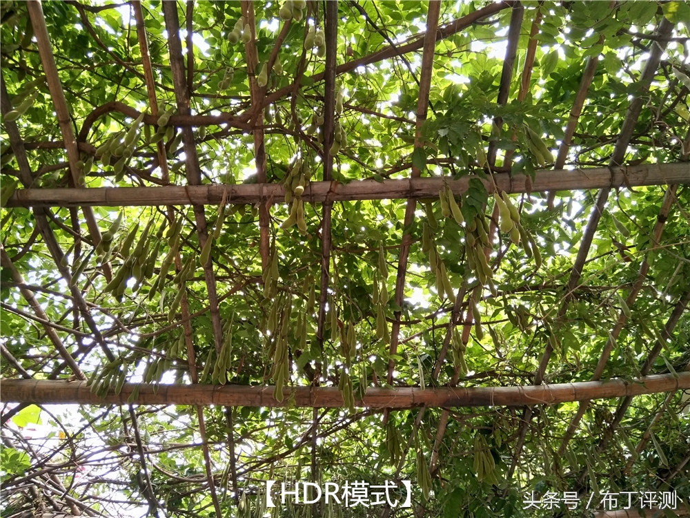 不止是1600万像素柔光自拍，vivox7全面体验评测！