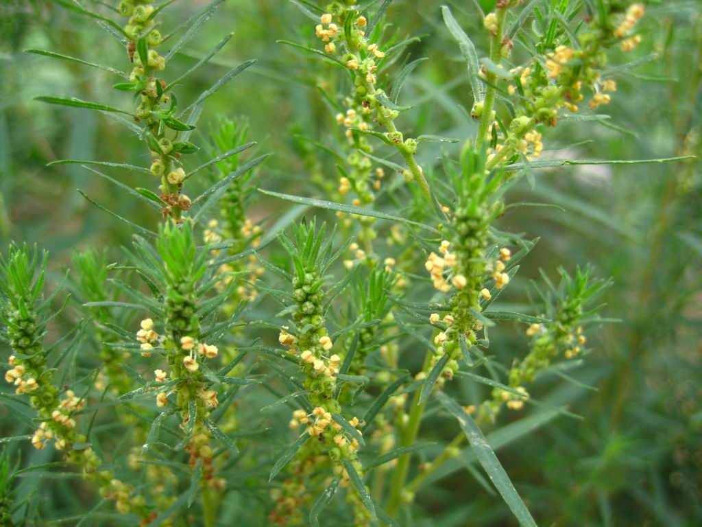 扫帚苗当药用干的还是湿的,扫帚苗中药作用