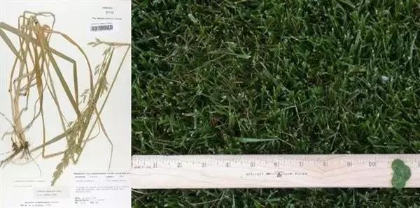 错错错,是草皮的错,可你们是否真的懂呢?