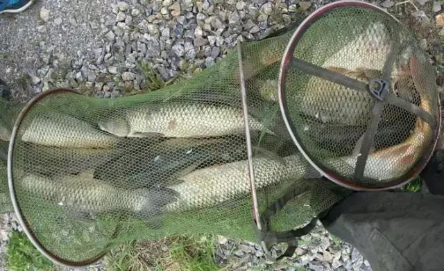 《渔获战报》大青鱼爆连引发的连环事件