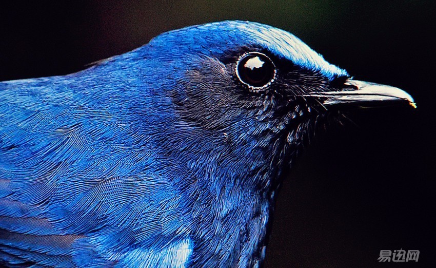 专门为设计师提供的一款显示器,设计师为什么喜欢苹果电脑