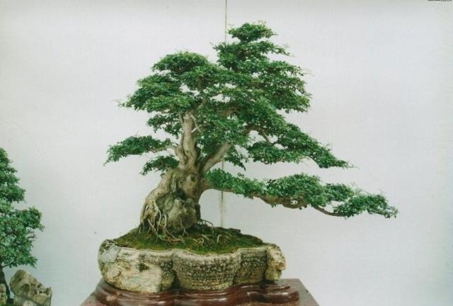 养花种树的知识,榕树怎么养根更好看