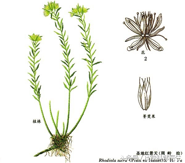 可以延年益寿的草药是什么,能补肾的草药