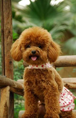 如何防止泰迪发情后受孕,怎么护理七个月的母泰迪发情期