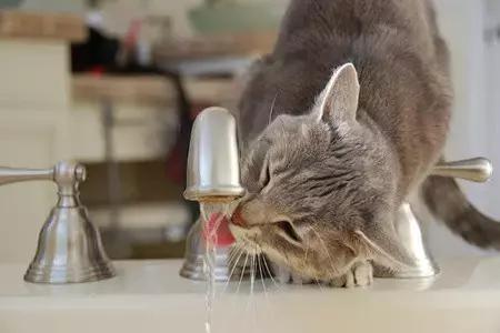 合格的铲屎官要做什么,怎样判断是否是合格的铲屎官