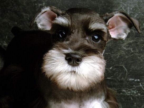 狗狗常见皮肤病区分,各个品种狗遗传疾病