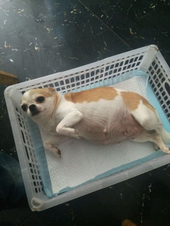 吉娃娃有没有怀孕肚子却很大,吉娃娃第一次来例假就怀孕了